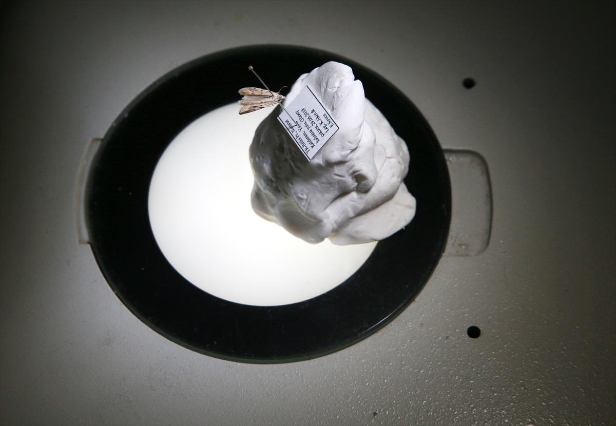 Nemrut Kalderası'nda yeni g&uuml;ve t&uuml;r&uuml; keşfedildi