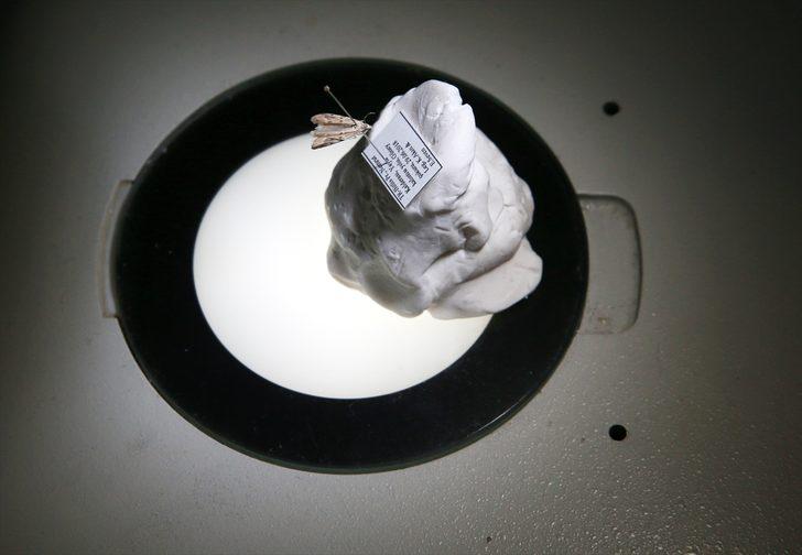 Nemrut Kalderası'nda yeni güve türü keşfedildi G1