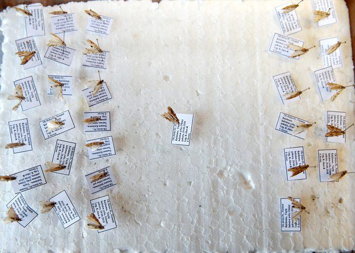 Nemrut Kalderası'nda yeni güve türü keşfedildi G2