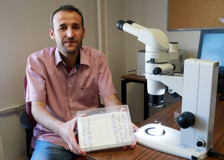 Nemrut Kalderası'nda yeni güve türü keşfedildi G3