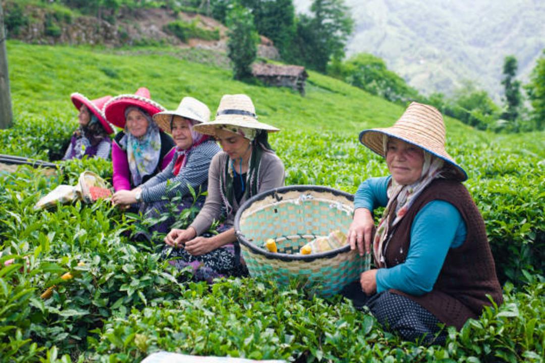 &Ccedil;ay budama paraları ne zaman &ouml;denecek 2021? &Ccedil;ay budama parası ne kadar?