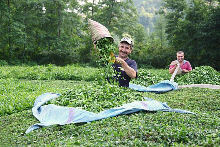 Çay budama paraları ne zaman ödenecek 2021? Çay budama parası ne kadar? G3