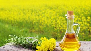  Kanola nedir? Kanola yağı Türkiye'de nerede yetişir? İşte kanola tohumunun faydaları 