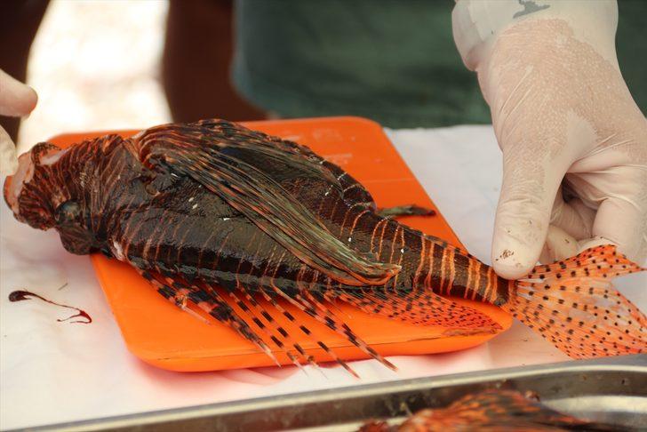 Antalya'da zıpkınla aslan balığı avlama yarışması düzenlendi G4