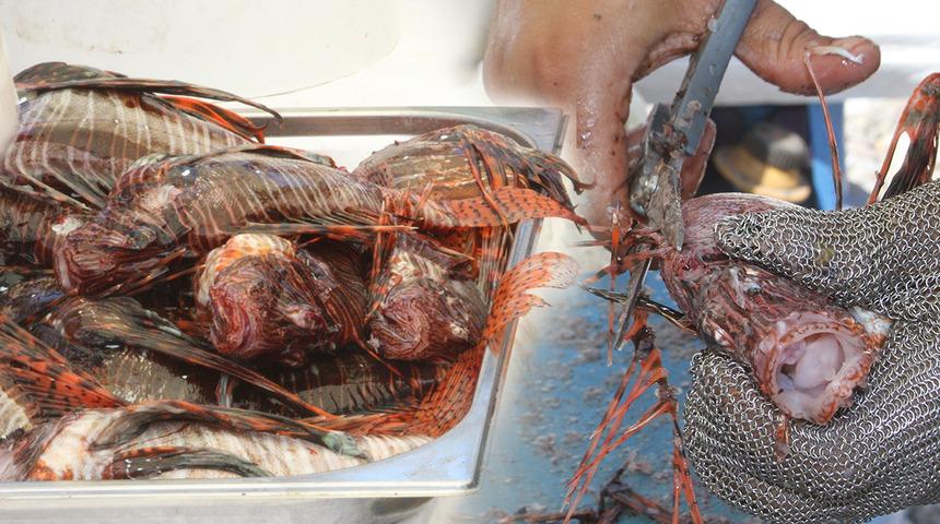 Antalya'da aslan balığı avlamak için birbirleriyle yarıştılar