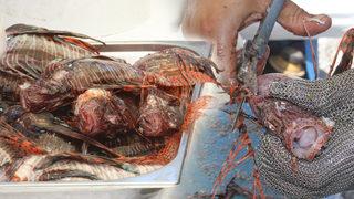 Antalya'da aslan balığı avlamak için birbirleriyle yarıştılar