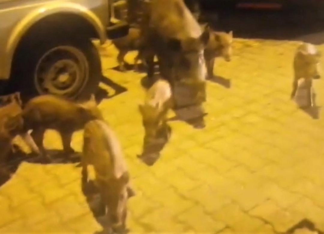 Kazdağları'ndan inen domuz, 8 yavrusuyla turistik mahalleye indi