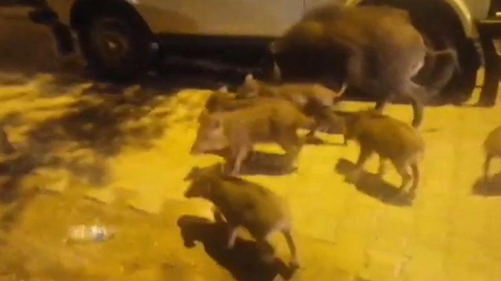 Kazdağları'ndan inen domuz, 8 yavrusuyla turistik mahalleye indi G1