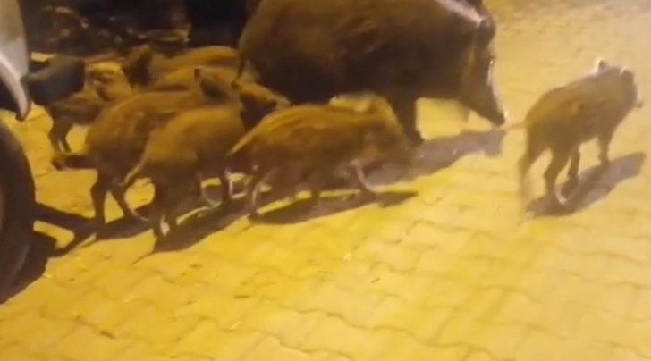 Kazdağları'ndan inen domuz, 8 yavrusuyla turistik mahalleye indi G2