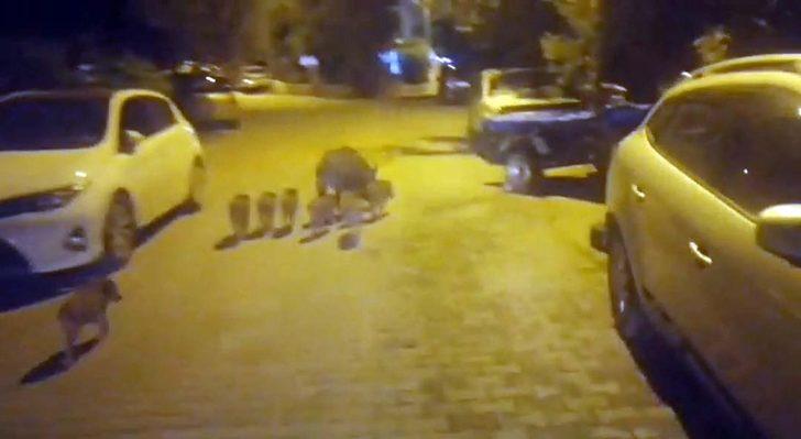 Kazdağları'ndan inen domuz, 8 yavrusuyla turistik mahalleye indi G3