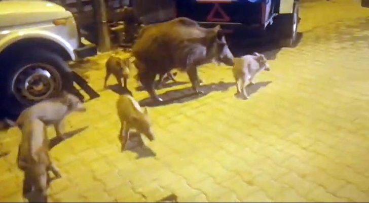 Kazdağları'ndan inen domuz, 8 yavrusuyla turistik mahalleye indi G4
