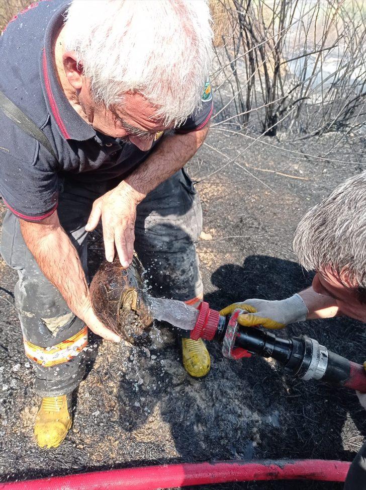 Malatya'da alevler arasında kalan kaplumbağayı itfaiye kurtardı G1
