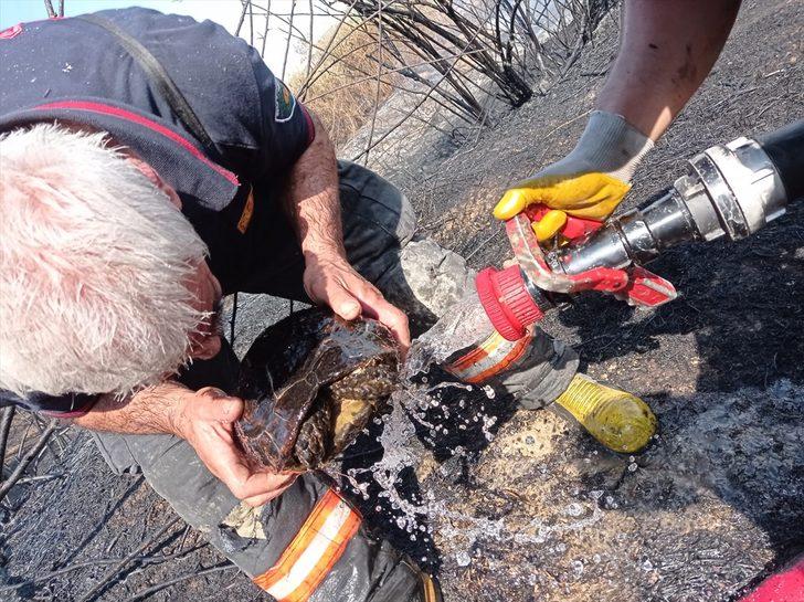 Malatya'da alevler arasında kalan kaplumbağayı itfaiye kurtardı G2