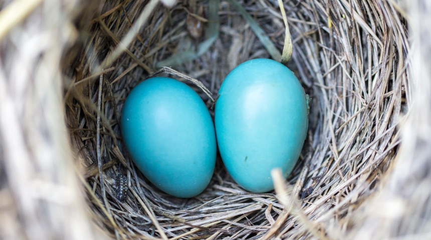 Mavi yumurtanın içinden adeta sağlık iksiri çıktı! Bağışıklık sistemini güçlendiriyor