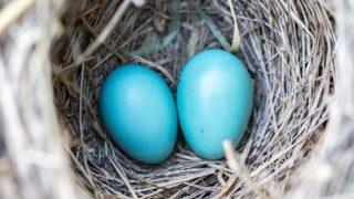 Mavi yumurtanın içinden adeta sağlık iksiri çıktı! Bağışıklık sistemini güçlendiriyor
