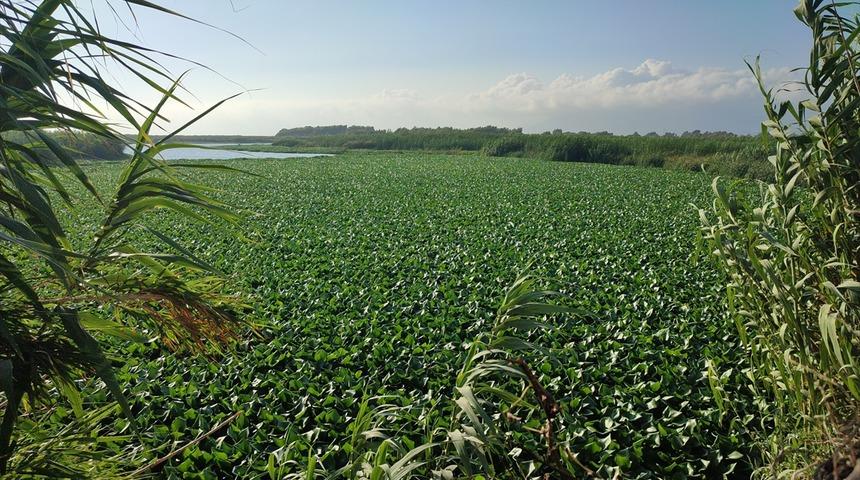 Hatay'da Asi Nehri'nin bir kısmını su s&uuml;mb&uuml;lleri kapladı