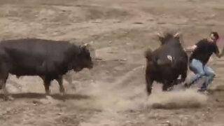 Yüreklerin ağza geldiği anlar! Kaçan boğa, sahibini ezip geçti