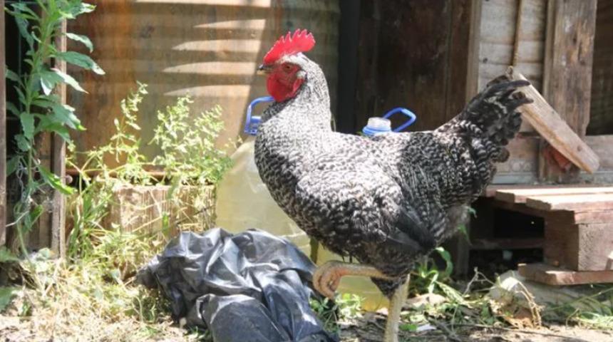 Sinop'ta şaşkına çeviren olay! Horoz gibi öten tavuk gibi yumurtlayan horoz incelenecek