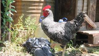 Sinop'ta şaşkına çeviren olay! Horoz gibi öten tavuk gibi yumurtlayan horoz incelenecek