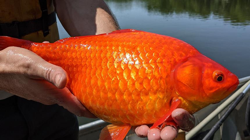Sosyal medyadan paylaşıldı! ABD'de Japon balığı uyarısı