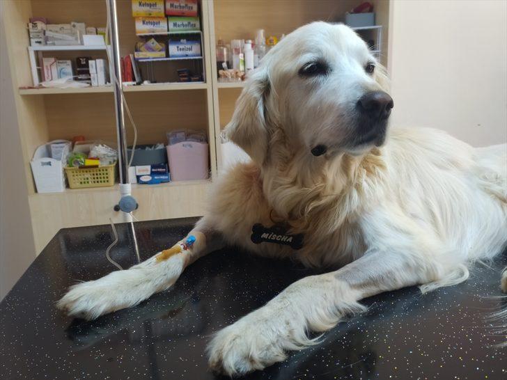 Keşan�da böbrek yetmezliği olan &quot;Mischa&quot; adlı köpeğe kök hücre tedavisi