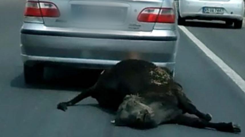 İsyan ettiren görüntü! Ölü ineği iple araca bağlayıp sürükledi