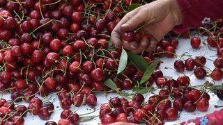 Sultandağı kirazı rekoltesiyle ve fiyatıyla yüzleri güldürdü