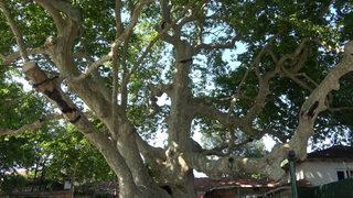 820 yaşındaki çınar ağacına İstanbul'dan ekip geliyor! İki imparatorluk battı, o hala dimdik ayakta