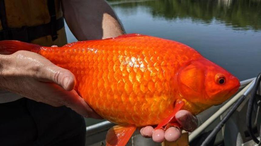 Gölde devasa Japon balığı alarmı