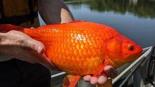 Gölde devasa Japon balığı alarmı