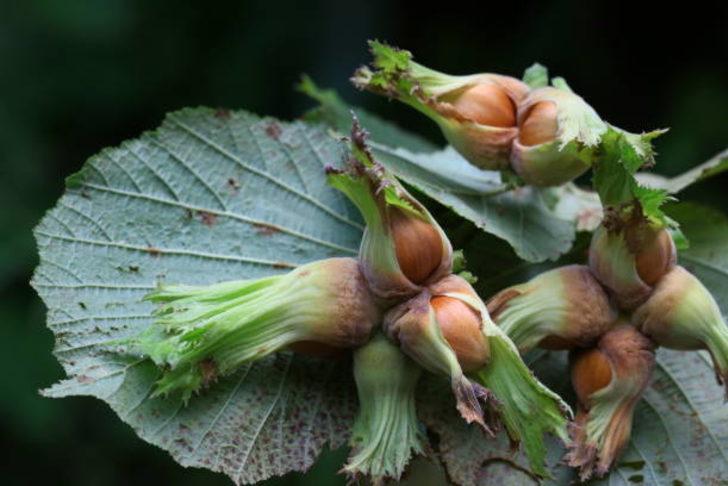 KFMİB 2021 fındık rekoltesini ne zaman açıklar? KFMİB rekolte takvimini açıkladı!   G1