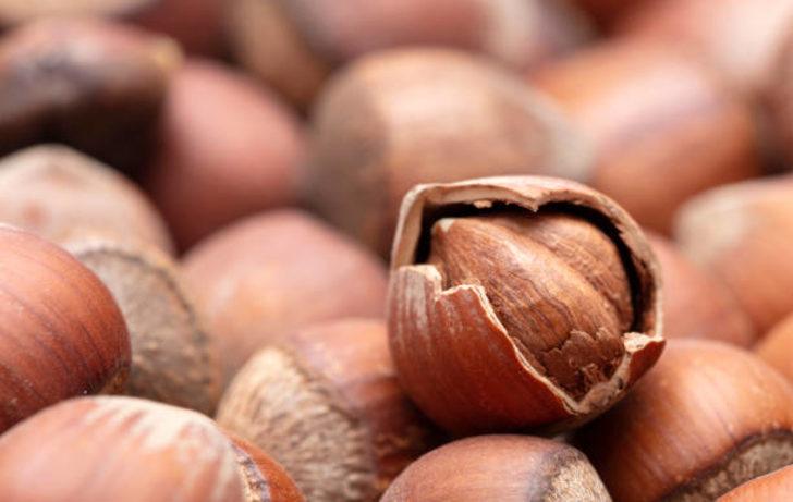 KFMİB 2021 fındık rekoltesini ne zaman açıklar? KFMİB rekolte takvimini açıkladı!   G2