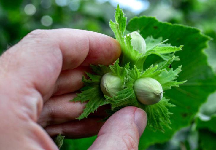 KFMİB 2021 fındık rekoltesini ne zaman açıklar? KFMİB rekolte takvimini açıkladı!   G3