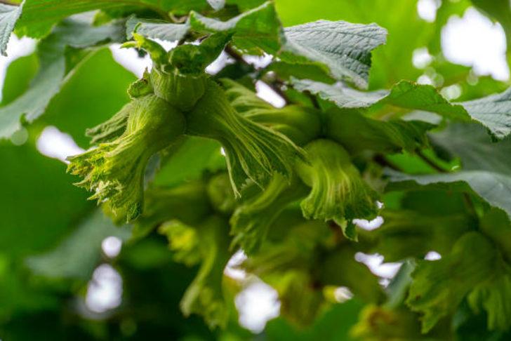 KFMİB 2021 fındık rekoltesini ne zaman açıklar? KFMİB rekolte takvimini açıkladı!   G5