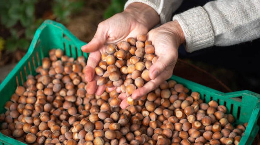 Fındık fiyatı haftayı 24,50 TL’den kapatıyor