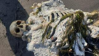 Yürüyüş yapan vatandaşlar fark etti! Samsun'da sahile insan iskeleti vurdu