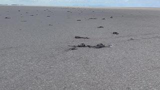 Son Dakika: Bakan Pakdemirli'den flamingo ölümleriyle ilgili açıklama