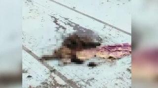 Adana’da bir köpek bıçaklanarak öldürülmüş halde bulundu