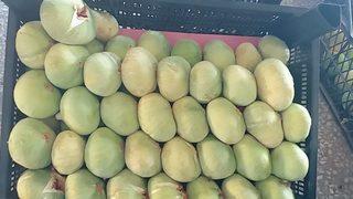 Kilosu 20 liradan satıldı! İncir hasadına başlandı