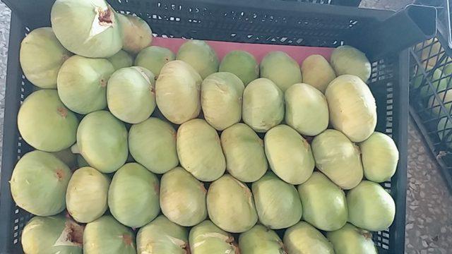 Kilosu 20 liradan satıldı! İncir hasadına başlandı