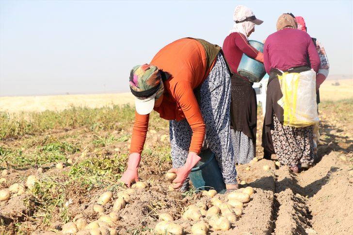 Niğde'de erkenci patateste 30 bin ton rekolte bekleniyor G1