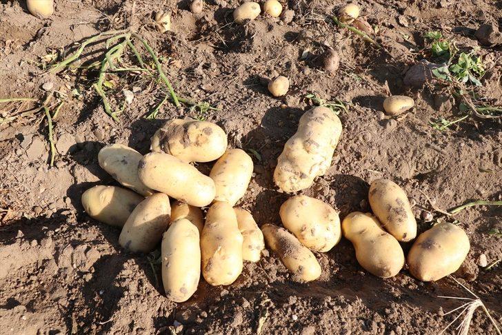 Niğde'de erkenci patateste 30 bin ton rekolte bekleniyor G2