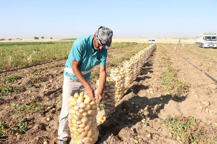 Niğde'de erkenci patateste 30 bin ton rekolte bekleniyor G3