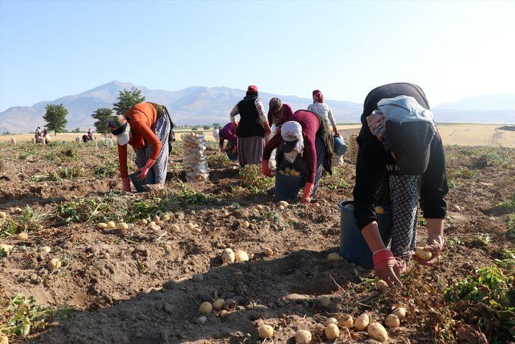 Niğde'de erkenci patateste 30 bin ton rekolte bekleniyor G4
