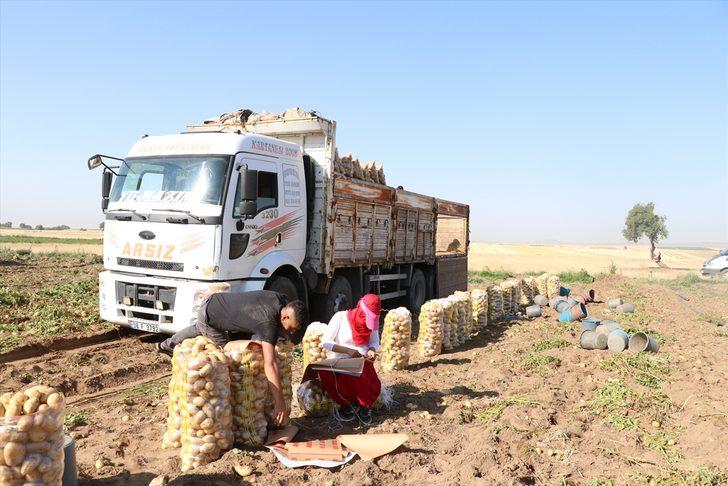Niğde'de erkenci patateste 30 bin ton rekolte bekleniyor G5