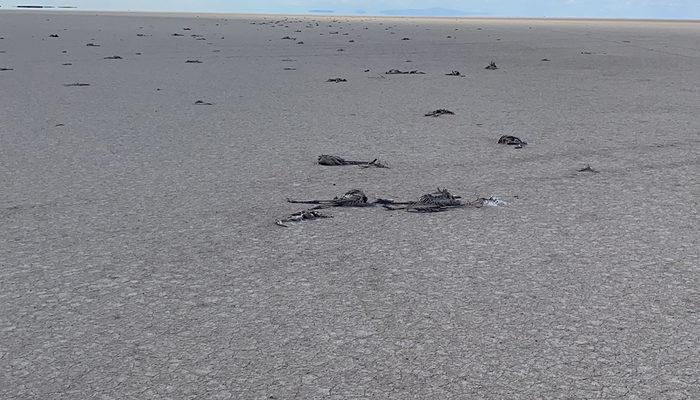 Tuz Gölü'nde korkunç görüntü! Yüzlerce yavru flamingo öldü