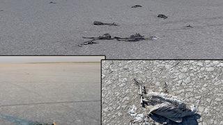 Tuz Gölü'nde korkunç görüntü! Yüzlerce yavru flamingo öldü