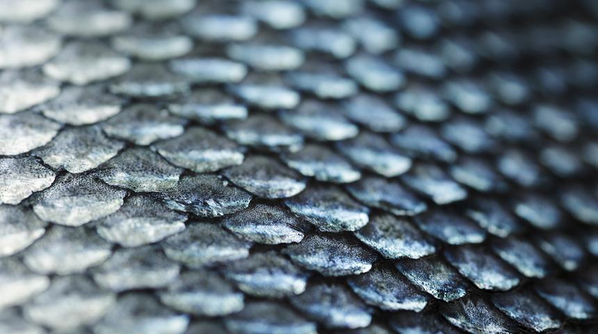 Meksika'da 95 milyon yıllık balık fosili bulundu