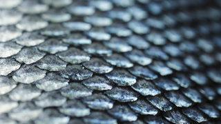 Meksika'da 95 milyon yıllık balık fosili bulundu