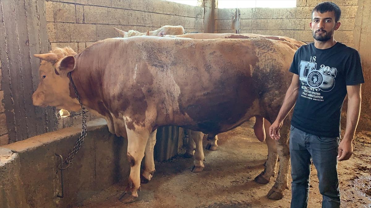 1 ton 300 kilogramlık "G&uuml;rb&uuml;z" alıcısını bekliyor